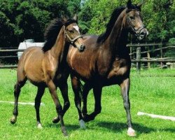 broodmare Lebensfreude (Trakehner, 2006, from Heops)