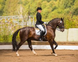 dressage horse Landy's Mysterious Romance (Sachse, 2001, from Akrolit)