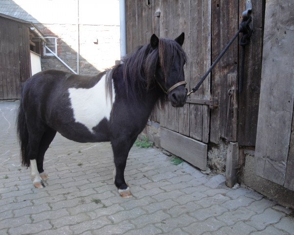 Zuchtstute Tussi 9 (Shetland Pony, 2008)