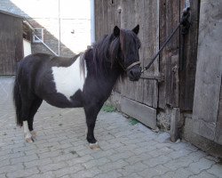 Pferd Tussi 9 (Shetland Pony, 2008)