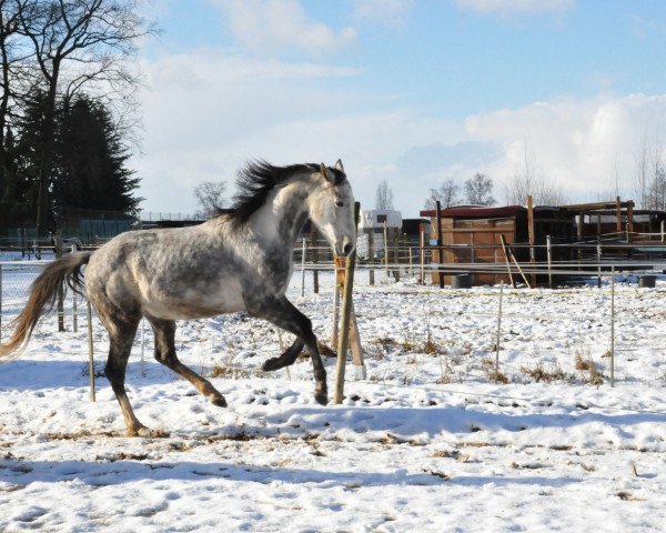 horse Blizstar (Thoroughbred, 2006, from Sternkönig xx)