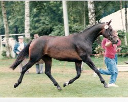 broodmare Weissgold II (Oldenburg, 1990, from Jet Set)