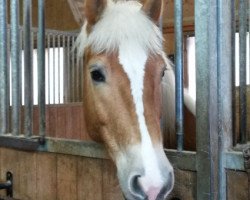 Pferd Sturm (Haflinger, 2008, von Steinberg)