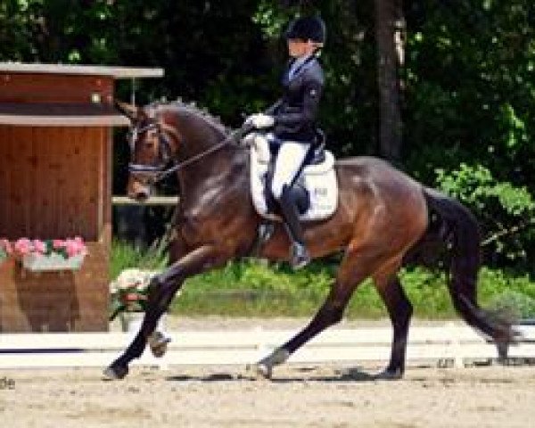 dressage horse Donna Regina 4 (Hanoverian, 2009, from Birkhofs Denario)
