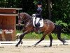 dressage horse Donna Regina 4 (Hanoverian, 2009, from Birkhofs Denario)