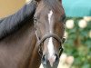 dressage horse Dolce Vita 192 (Oldenburg, 2009, from Don Schufro)