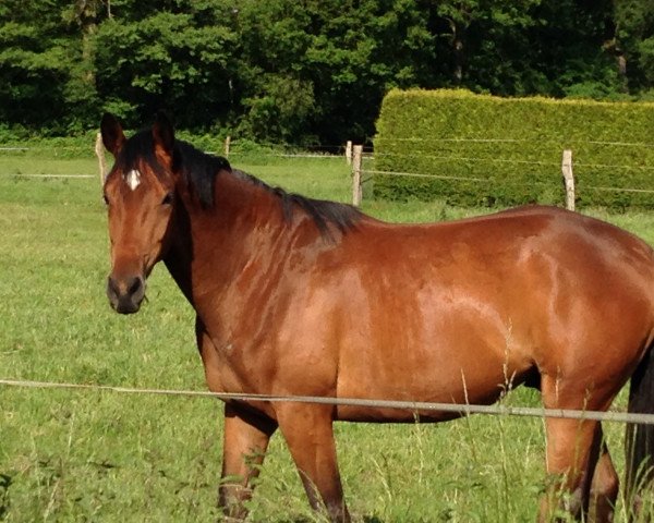 horse Maizauber (Westphalian, 2011, from Münchhausen)