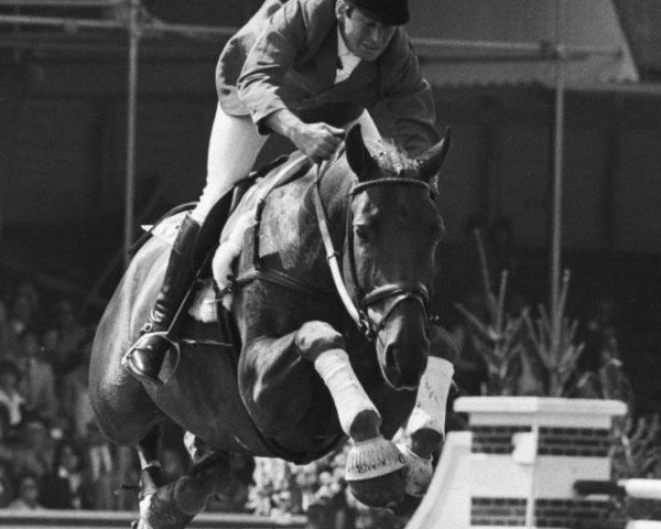 horse Gladstone (Hanoverian, 1969, from Götz 4074)