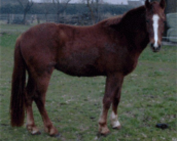 horse Anno's Highlander (German Riding Pony, 2001, from Anno Domini)