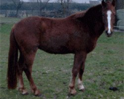 horse Anno's Highlander (German Riding Pony, 2001, from Anno Domini)