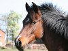 dressage horse Maybe (German Riding Pony, 2000, from Anno Domini)