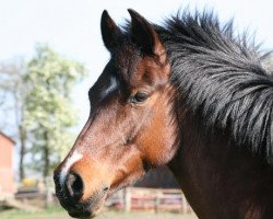 dressage horse Maybe (German Riding Pony, 2000, from Anno Domini)