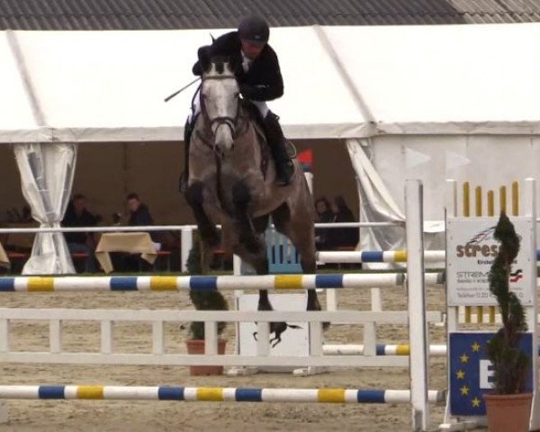 jumper Rahmannshof Niarchos (Zangersheide riding horse, 2009, from Nabab de Rêve)