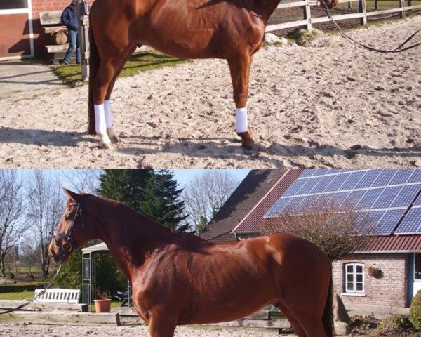 dressage horse Bravissimo 6 (Hanoverian, 2005, from Belissimo NRW)