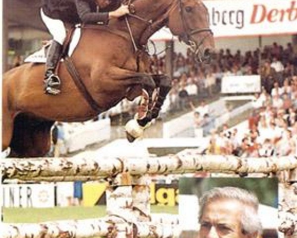 Pferd Vivaldi (Irish Sport Horse, 1977, von Water Serpent xx)