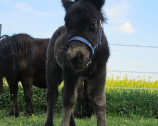 Zuchtstute Zappenduster Nelly (Shetland Pony, 2014, von Zorro van het Kruuthuus)