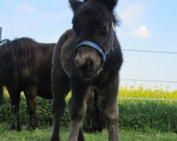 Zuchtstute Zappenduster Nelly (Shetland Pony, 2014, von Zorro van het Kruuthuus)