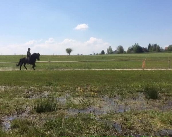 Video of Gustur vom Haselbach