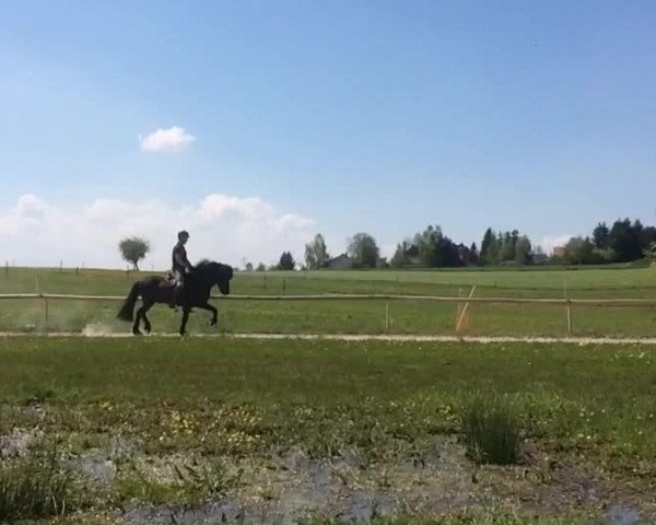 Video of Gustur vom Haselbach