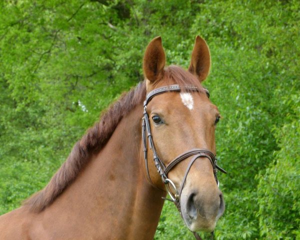 dressage horse Licinius (Westphalian,  , from Love Me)