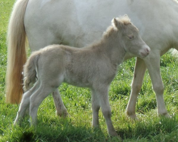 Springpferd Very special vom Rindergraben (Shetland Pony, 2014, von Vulkan vom Melkweg)