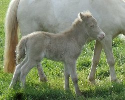 horse Very special vom Rindergraben (Shetland Pony, 2014, from Vulkan vom Melkweg)