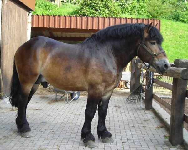 stallion Egmont (Rhenish-German Cold-Blood, 2002, from Elanus)