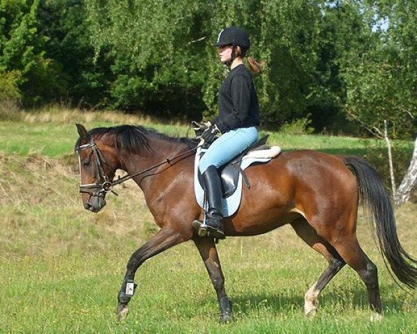 broodmare Saintesse (German Riding Pony, 2004, from Beaujolais)