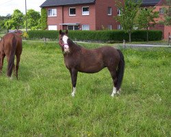 Zuchtstute Beauty (Deutsches Reitpony, 1988, von Bakdan)