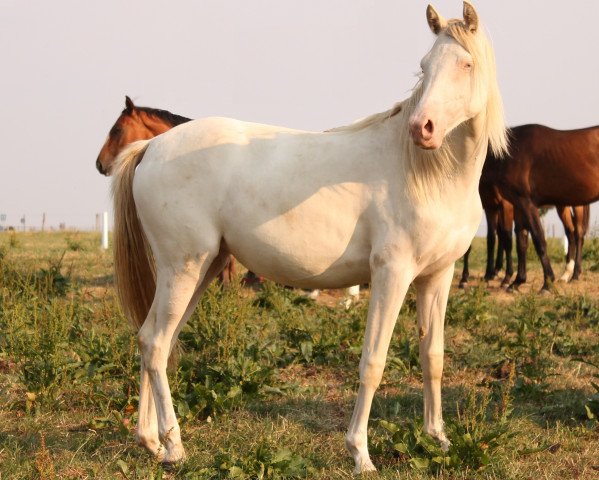 horse Hykeham´s Golden Swea (German Riding Pony, 2014, from Spring Star's Spirit)