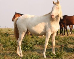 horse Hykeham´s Golden Swea (Deutsches Reitpony, 2014, from Spring Star's Spirit)