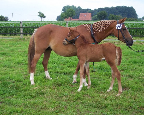 broodmare Diddl (German Riding Pony, 1997, from Donnerhall Sir)