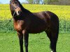 dressage horse Castello 99 (German Riding Pony, 1996)