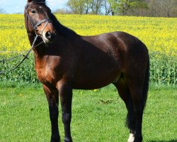 dressage horse Castello 99 (German Riding Pony, 1996)