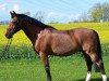 horse Conway B (Holsteiner, 1991, from Calvadur)