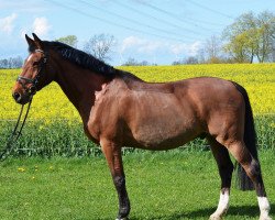 horse Conway B (Holsteiner, 1991, from Calvadur)