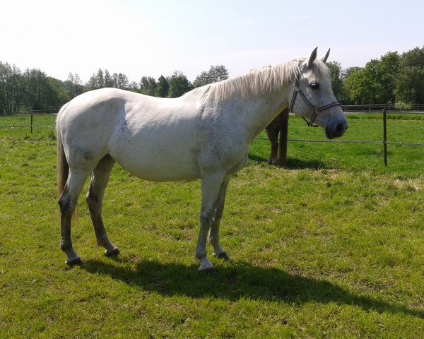 broodmare Stella 593 (Holsteiner, 2002, from Lorentin I)