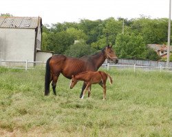 horse Virna (Trakehner, 2007, from Vulkan)