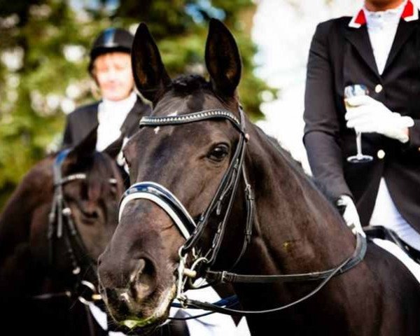 jumper Earlin (Hanoverian, 2004, from Earl)