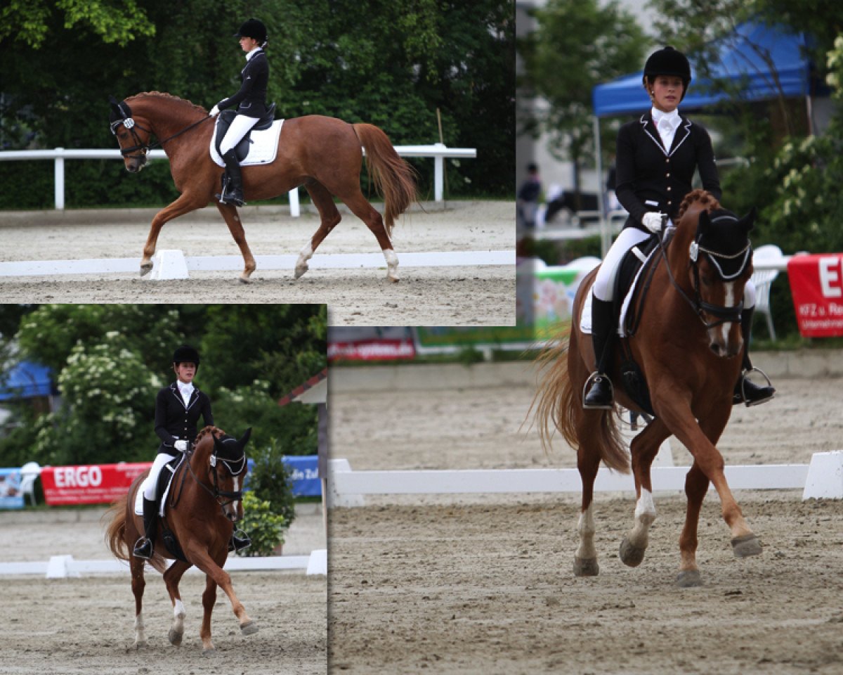 dressage horse Fürst-Piccolos Junior (Westphalian, 2006, from Fürst Piccolo)