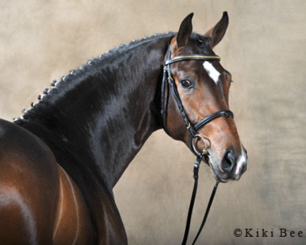 dressage horse Lexicon (Oldenburg, 2008, from Licotus)