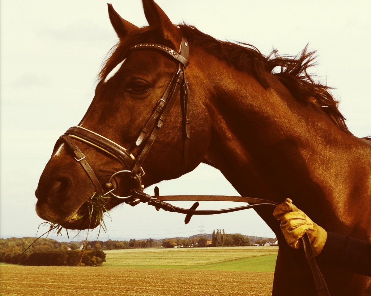 dressage horse Fallersleben (Westphalian, 2003, from Fürst Heinrich)