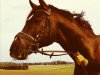 dressage horse Fallersleben (Westphalian, 2003, from Fürst Heinrich)