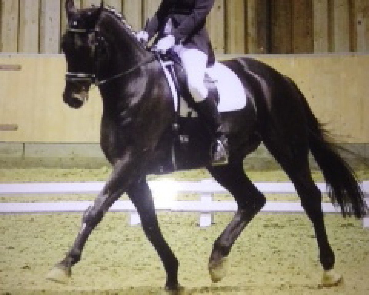 Dressurpferd Curteur (Hannoveraner, 2003, von Conteur)