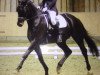 dressage horse Curteur (Hanoverian, 2003, from Conteur)