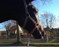 dressage horse Southern Comfort 8 (Westphalian, 2008, from Sir Shutterfly)