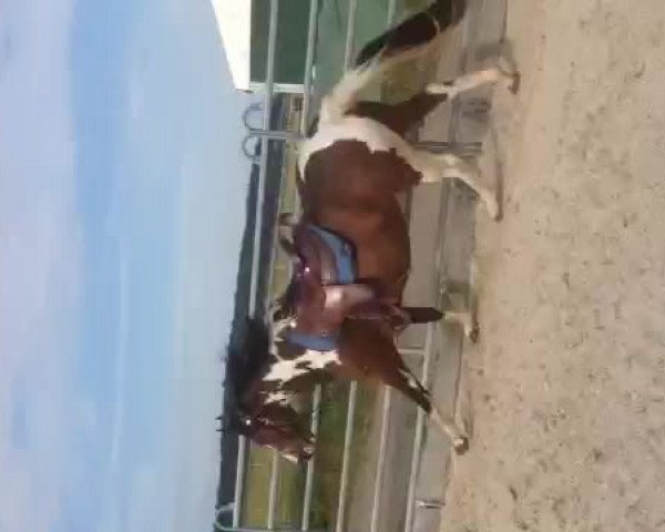 Video of Spooky