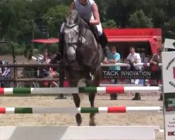 jumper Cristo 28 (Hanoverian, 2009, from Cornado NRW)