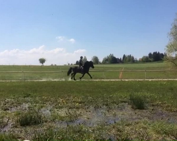 Video of Gustur vom Haselbach