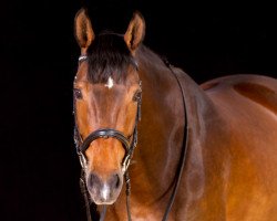 Zuchtstute Sweet Shakira (Hessisches Warmblut, 2003, von Sandro Man de L)